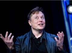 Elon Musk gắn chip máy tính vào não lợn