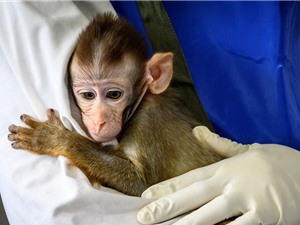 Mỹ thiếu hụt khỉ để nghiên cứu vaccine Covid-19