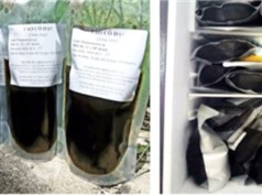 Quy trình nuôi vi tảo làm thức ăn trong sản xuất giống thủy sản