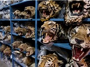 Việt Nam trở thành trọng điểm buôn lậu các bộ phận của hổ và sừng tê giác