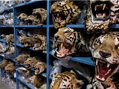Việt Nam trở thành trọng điểm buôn lậu các bộ phận của hổ và sừng tê giác