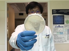 Kỹ thuật mới làm cho vi khuẩn nhạy cảm hơn với kháng sinh