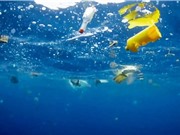 Các hạt vi nhựa có thể là nguồn lây bệnh nguy hiểm ở đại dương