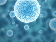 Biệt hóa tế bào chức năng gan từ tế bào gốc người và chuột