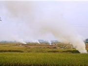 Hà Nội: Chấm dứt đốt rơm rạ từ năm 2021