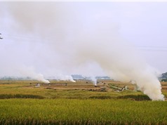 Hà Nội: Chấm dứt đốt rơm rạ từ năm 2021