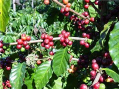 Biến đổi khí hậu ảnh hưởng lớn đến cây cà phê ở Việt Nam