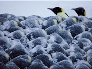 Toán học của chim cánh cụt