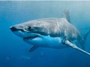 Nửa triệu cá mập có thể bị giết để sản xuất vaccine Covid-19