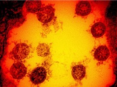 Nghiên cứu mới về thời gian virus SARS-CoV-2 tồn tại trên da người
