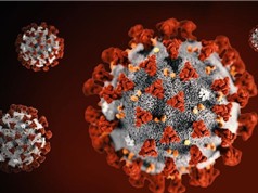 Virus SARS-CoV-2 sống sót trên một số bề mặt trong 28 ngày