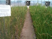 Nghiên cứu phát triển các nguồn gene lúa thích ứng với biến đổi khí hậu