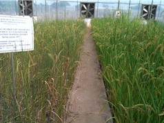 Nghiên cứu phát triển các nguồn gene lúa thích ứng với biến đổi khí hậu