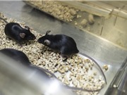 "Đảo ngược đồng hồ sinh học", phục hồi thị lực ở chuột già