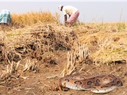 Ngộ độc do rắn cắn: Căn bệnh tàn phá mạng sống đang bị bỏ quên
