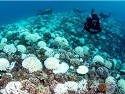 Một số rạn san hô có thể sống sót qua các đợt nắng nóng kéo dài