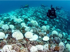 Một số rạn san hô có thể sống sót qua các đợt nắng nóng kéo dài