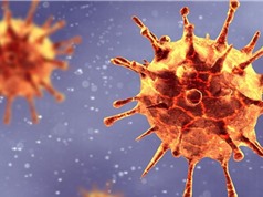 Biến thể virus SARS-CoV-2 mới tại Nam Phi