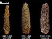 DNA cổ đại hé lộ lịch sử chưa từng biết của ngô