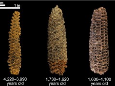 DNA cổ đại hé lộ lịch sử chưa từng biết của ngô