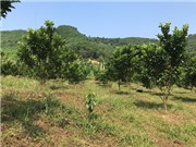 Nghiệm thu Dự án KH&CN thuộc Chương trình NTMN: “Ứng dụng tiến bộ Khoa học và Công nghệ xây dựng mô hình phát triển kinh tế trang trại bền vững trên vùng đất dốc tại huyện Kỳ Sơn, tỉnh Hòa Bình”