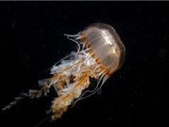 Tiềm năng chữa ung thư của nọc độc sứa