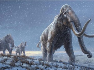 DNA cổ đại nhất từng được tìm thấy: Bộ gen của voi ma mút