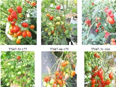 Chọn tạo giống cà chua bi mới 