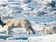 Băng tan khiến gấu Bắc Cực khó sinh sống