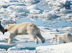 Băng tan khiến gấu Bắc Cực khó sinh sống
