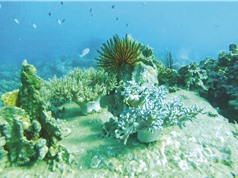 Suy giảm 90% san hô ở Nha Trang