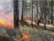Cháy dữ dội và thường xuyên tổn hại đến khả năng thu nhận carbon của rừng