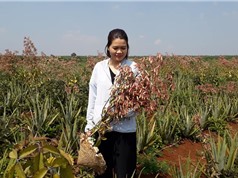 Gen Green: Lan tỏa phương pháp trồng trọt hữu cơ