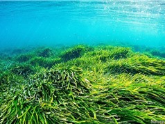1 ha cỏ biển hấp thụ CO2 bằng 15 ha rừng nhiệt đới