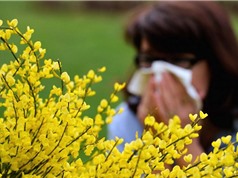 Phấn hoa có thể làm tăng nguy cơ lây nhiễm Covid-19