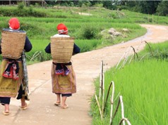 Ai hưởng lợi từ những con đường mới ở nông thôn Việt Nam?