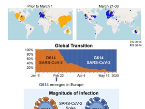Đột biến gene D614G khiến SARS-CoV-2 hoàn toàn khác so với virus “hoang dã”