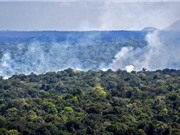 Tình trạng mất rừng tăng mạnh 