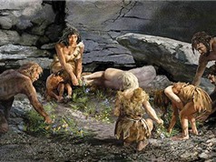 [Video] Người cổ đại Neanderthal cũng có công cụ vệ sinh răng miệng