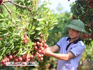 [Timeline] Con đường bảo hộ chỉ dẫn địa lý cho vải thiều Lục Ngạn tại Nhật Bản