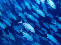 Các loài sinh vật biển phân bố xa dần đường xích đạo do biến đổi khí hậu 