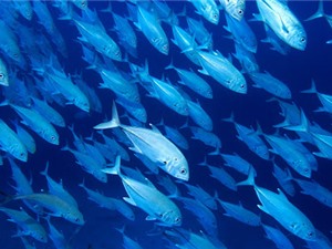 Các loài sinh vật biển phân bố xa dần đường xích đạo do biến đổi khí hậu 