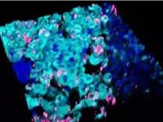Phát hiện bào quan mới trong tế bào người