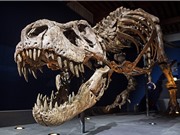 Trái đất từng có bao nhiêu khủng long bạo chúa T.rex?