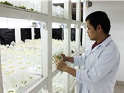 TS Hoàng Thanh Tùng: Nhân giống hoa cúc bằng phương pháp vi thủy canh