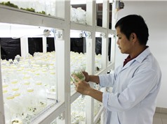 TS Hoàng Thanh Tùng: Nhân giống hoa cúc bằng phương pháp vi thủy canh