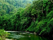 Mỹ hỗ trợ bảo tồn rừng và đa dạng sinh học ở 12 tỉnh, thành