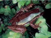 Phát hiện 3 loài ếch cây mới ở Việt Nam