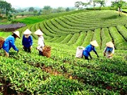 Phát triển thương hiệu nông sản ở Bắc Giang: Thành công từ sự chủ động của các HTX