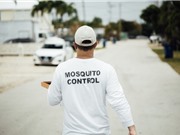 Mỹ lần đầu thả muỗi biến đổi gen 